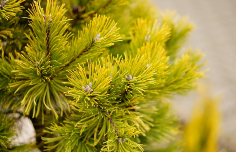 Файл:2025-08-25 17-19-49.png